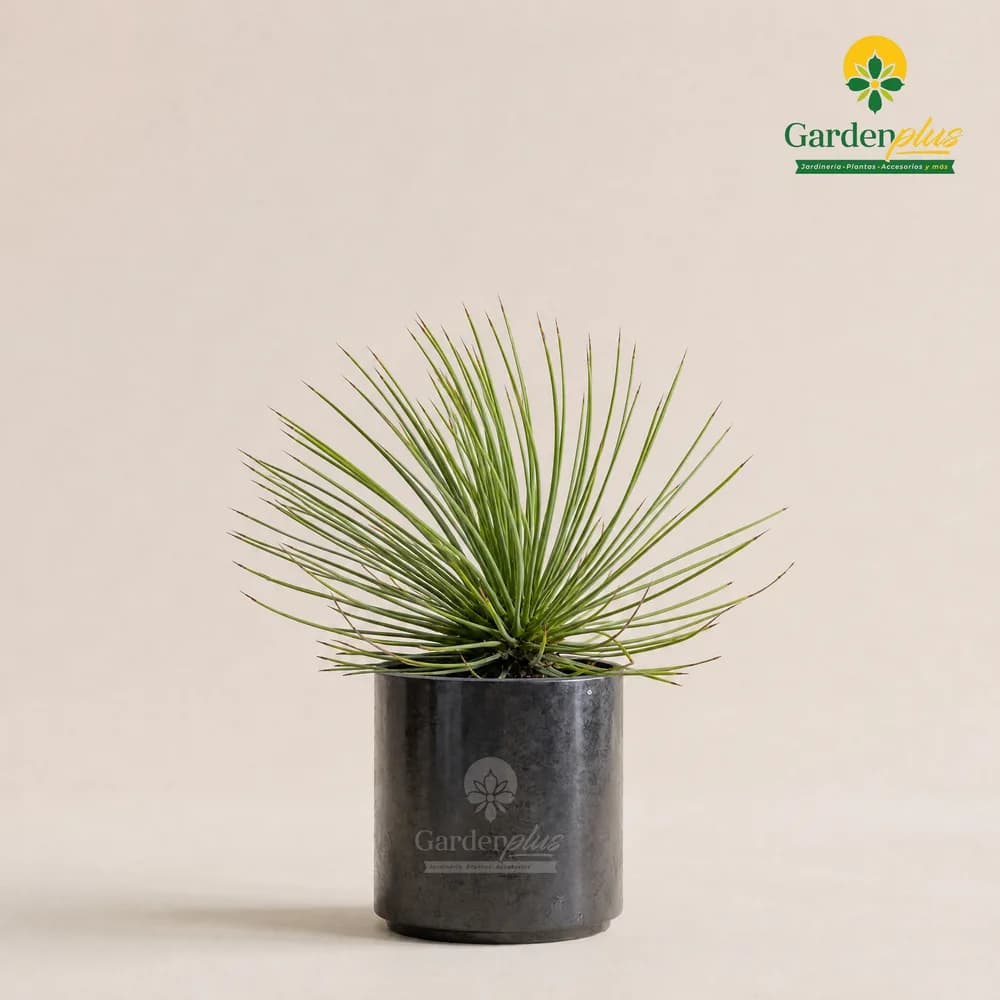 Agave Stricta (Agave stricta)
