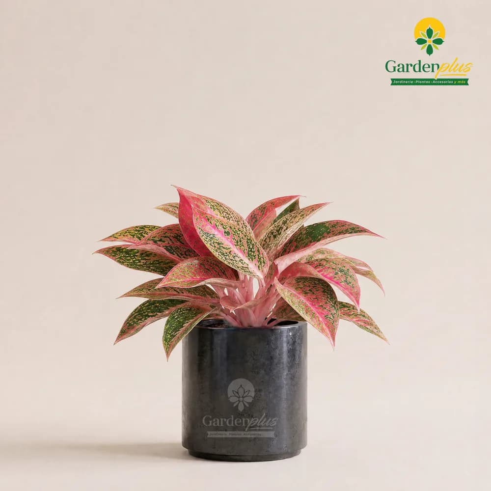 Aglaonema (Aglaonema spp.)