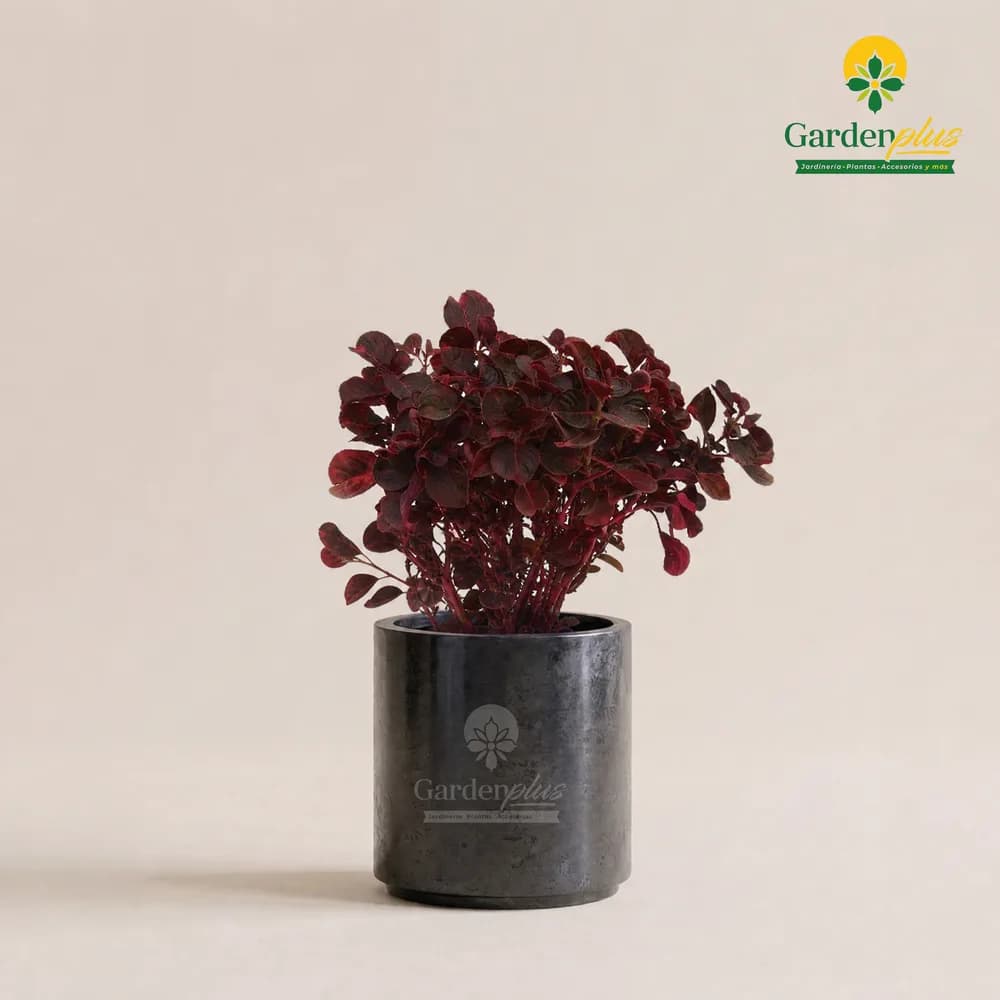 Amaranto (Iresine herbstii)