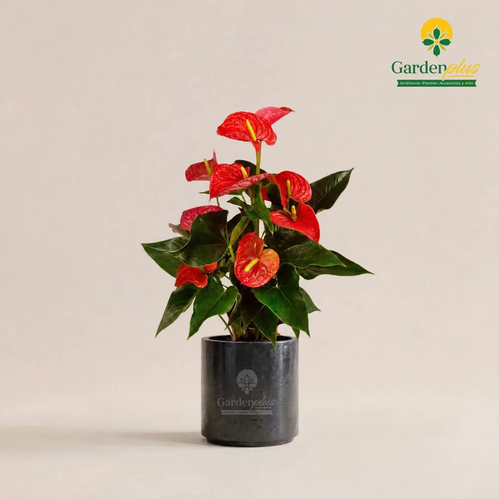 Anturio (Anthurium andraeanum)