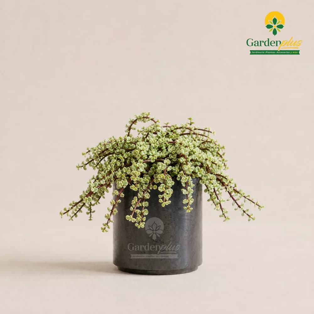 Árbol de la Abundancia (Portulacaria afra)