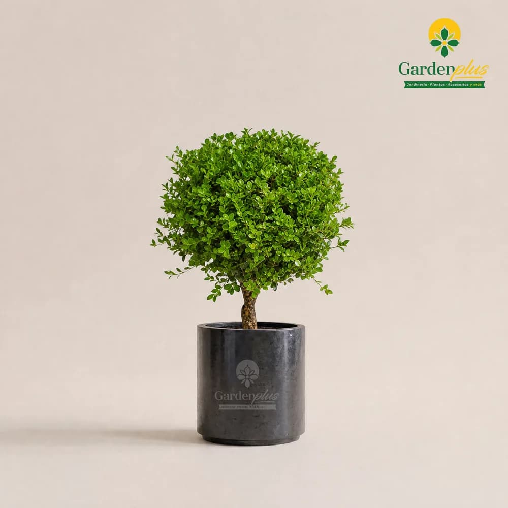 Arrayán Bola (Buxus sempervirens)