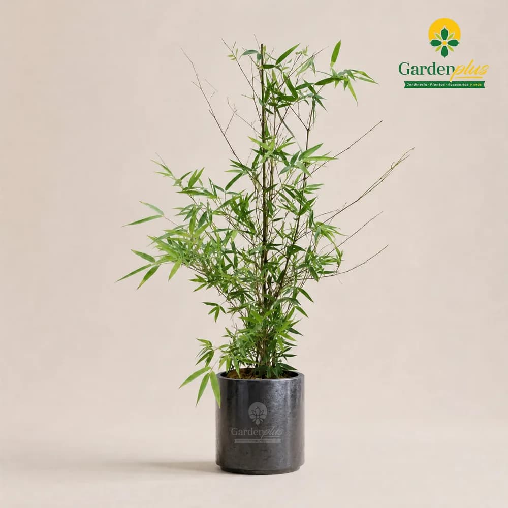 Bambú Plumoso (Phyllostachys aurea)