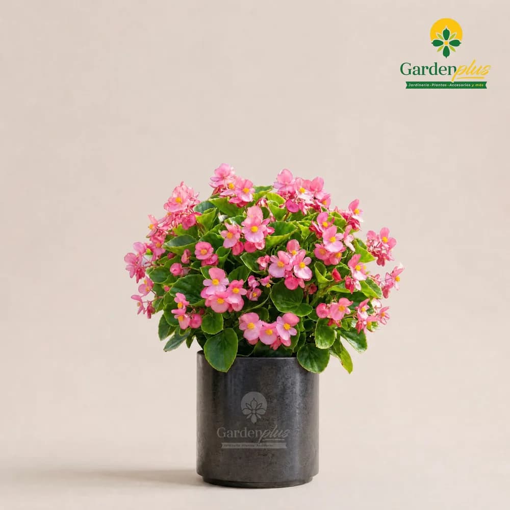 Begonia de Cera (Begonia × semperflorens-cultorum)