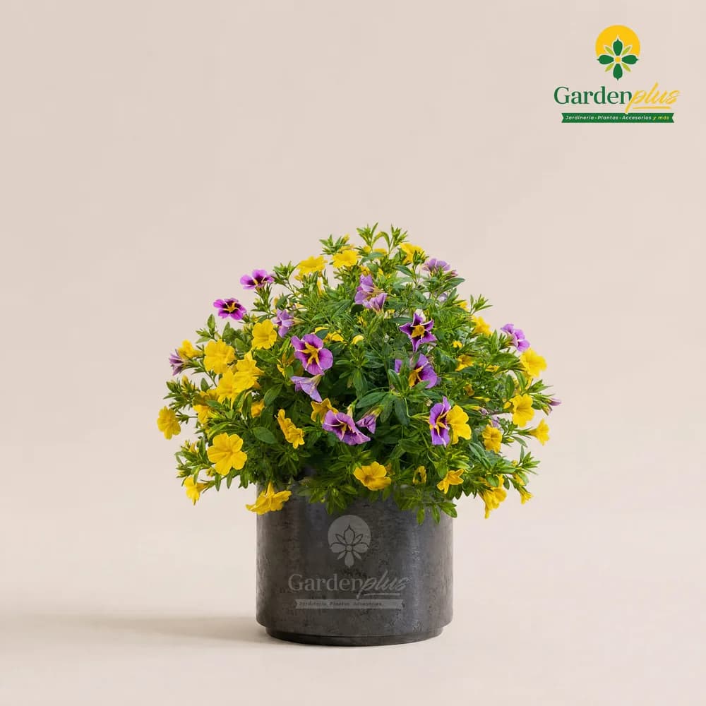 Calibrachoa (Calibrachoa × hybrida)