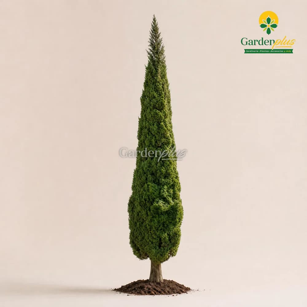 Ciprés Italiano (Cupressus sempervirens)