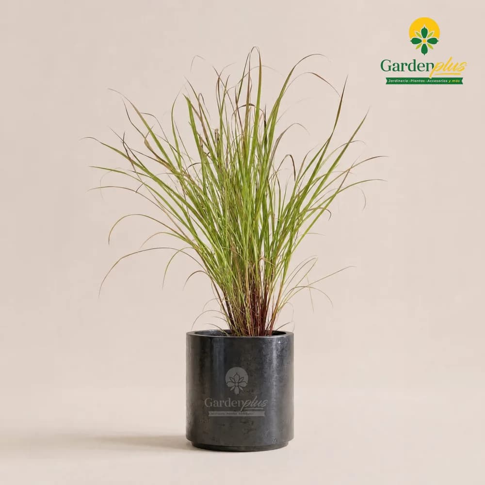 Citronela (Cymbopogon nardus)