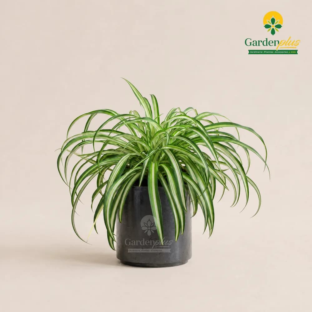 Clorofito (Chlorophytum comosum)