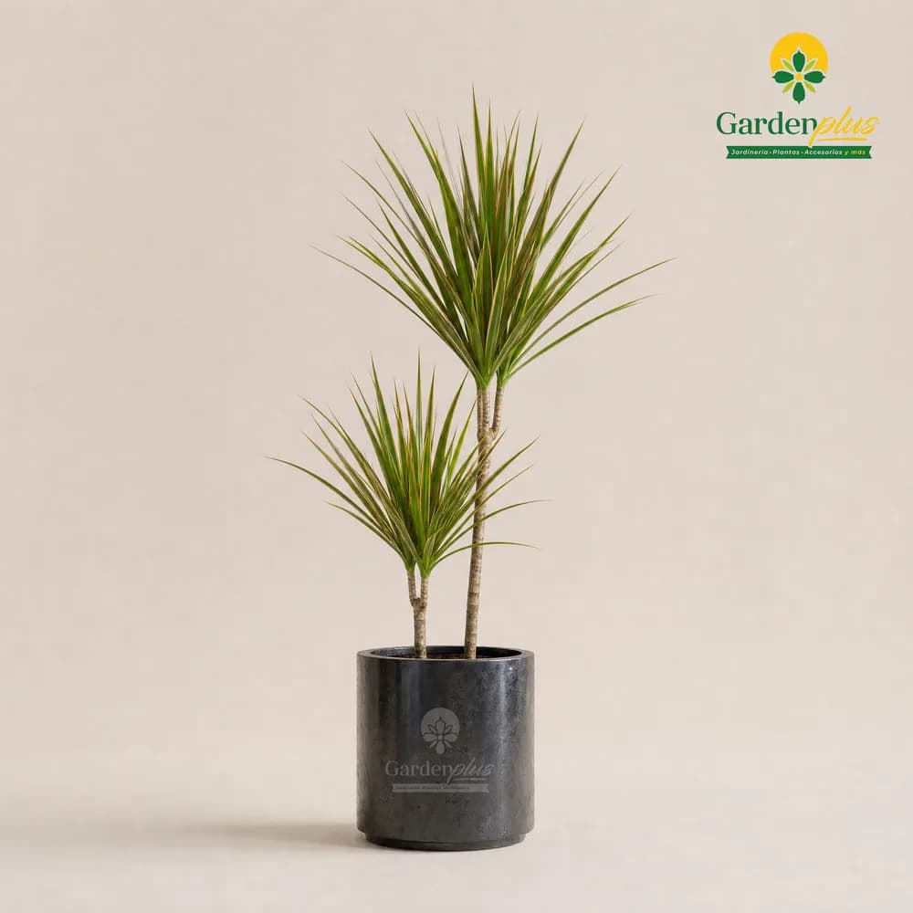 Dracena Marginata (Dracaena marginata)