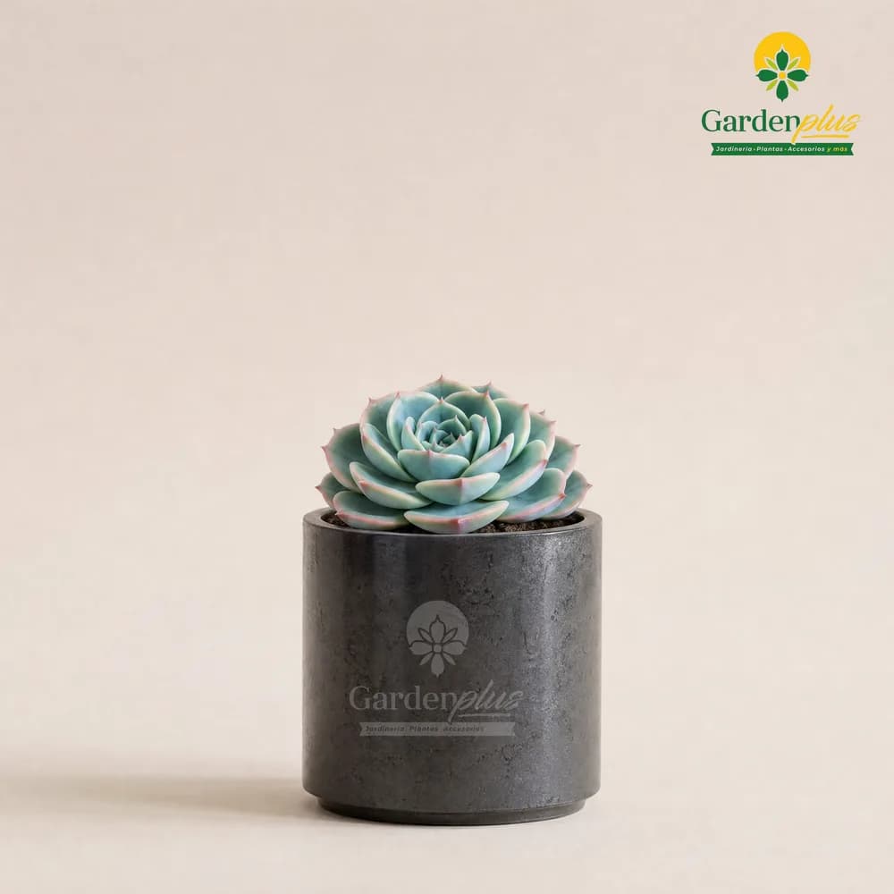 Echeveria (Echeveria spp.)