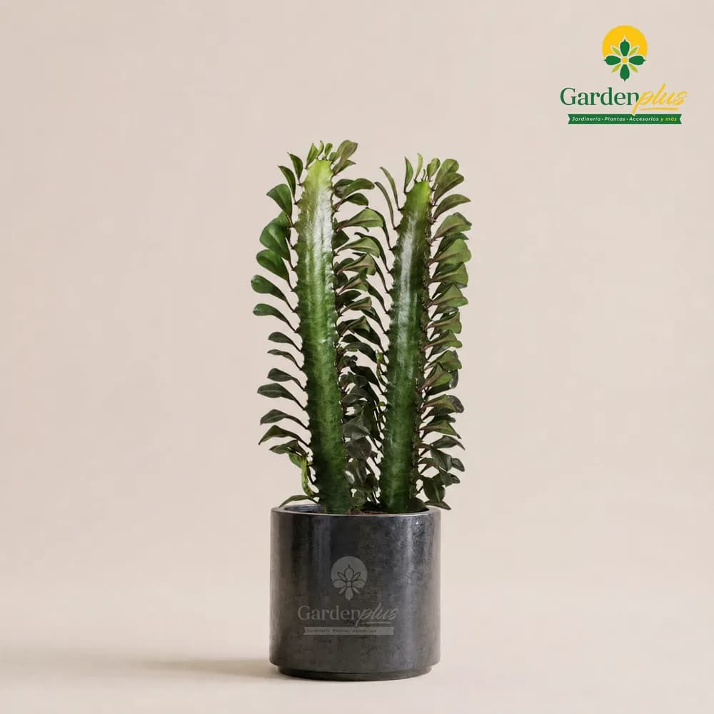 Euphorbia Trigona (Euphorbia trigona)