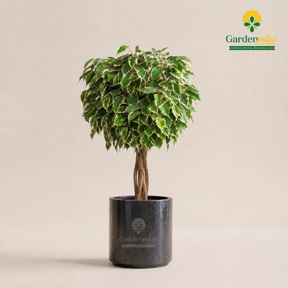 Ficus Bola (Ficus benjamina / Ficus microcarpa)
