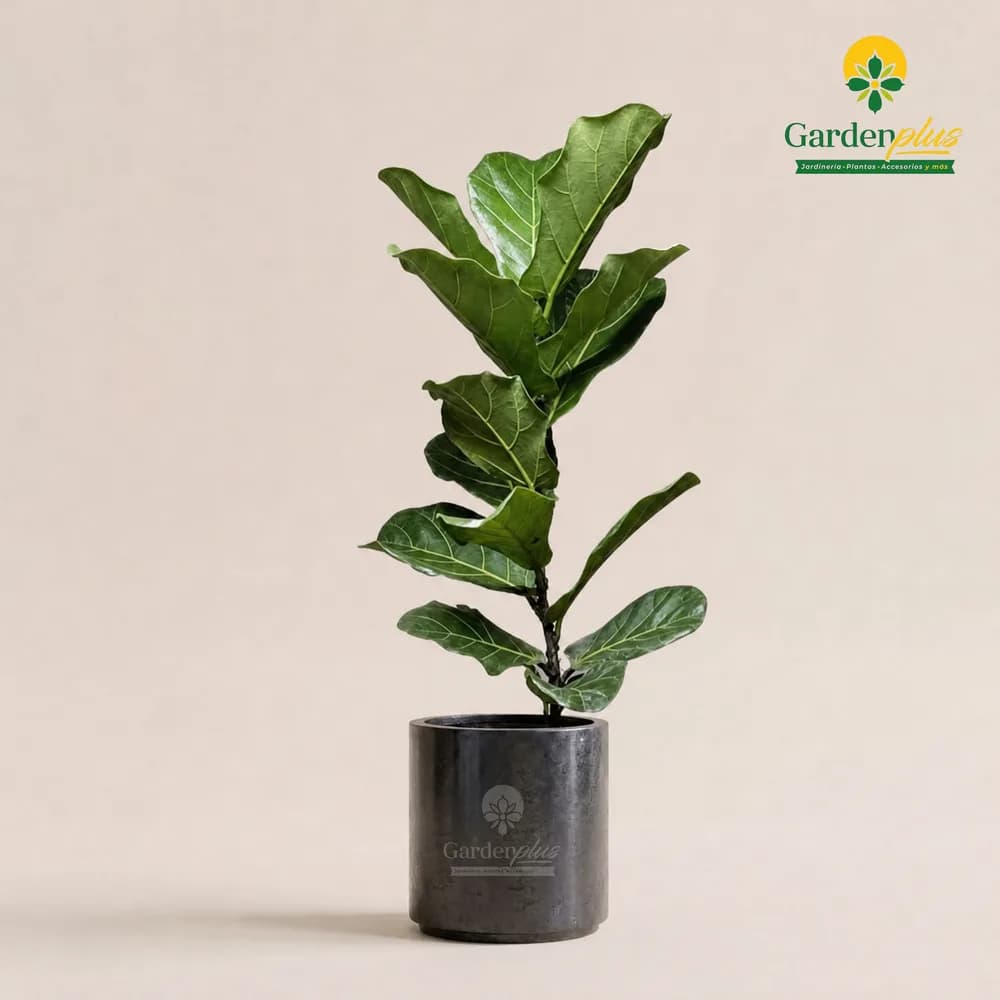 Ficus Pandurata (Ficus lyrata)