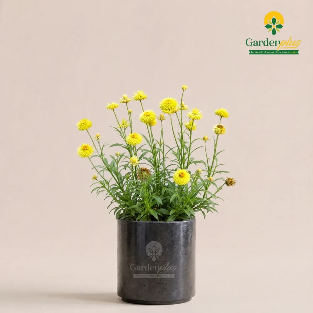 Flor de Papel (Xerochrysum bracteatum)