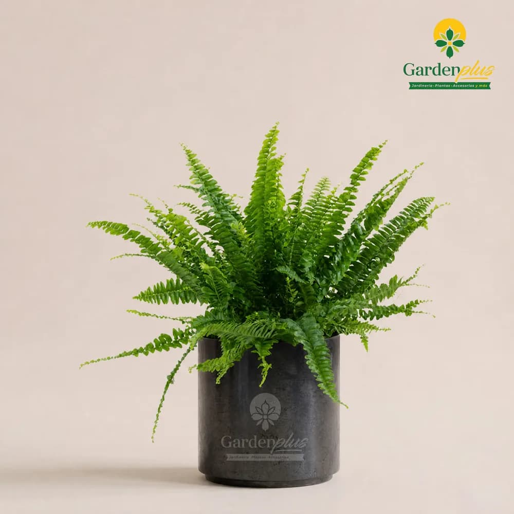 Helecho Boston (Nephrolepis exaltata)