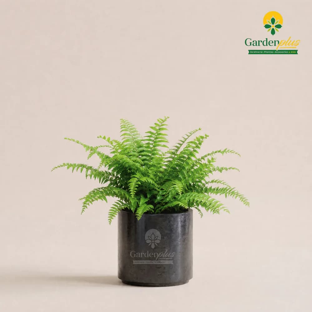 Helecho Macho (Nephrolepis biserrata 'Macho')
