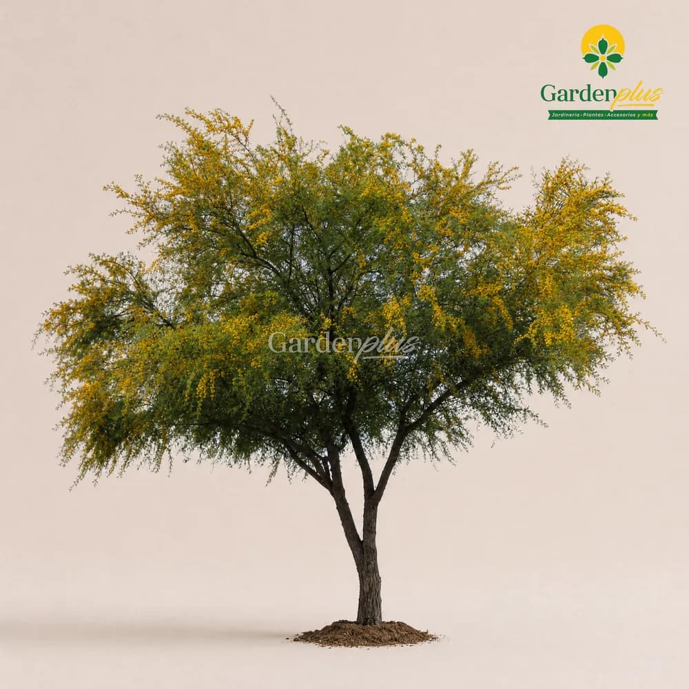 Huisache (Vachellia farnesiana)