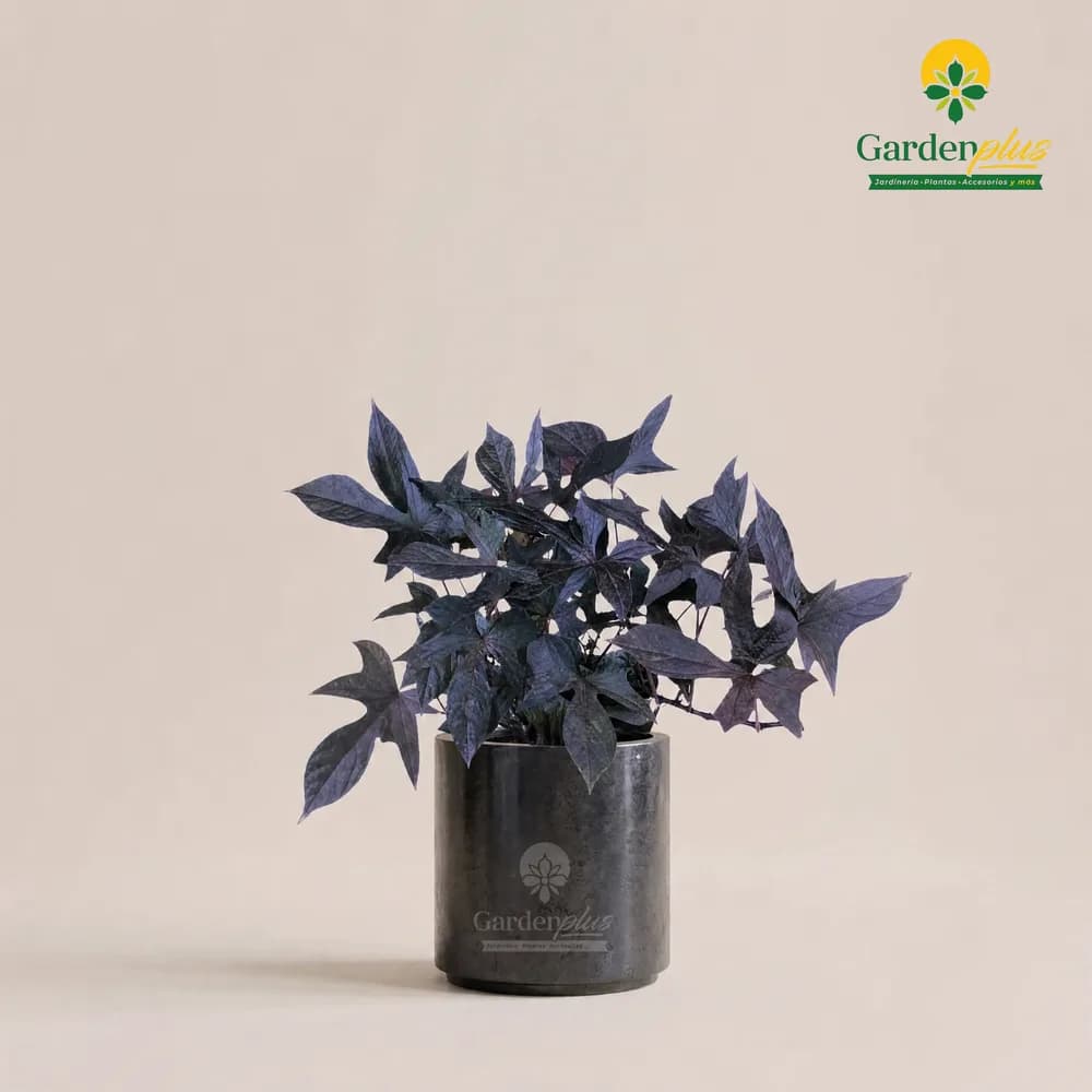 Ipomea (Ipomoea batatas (ornamental))