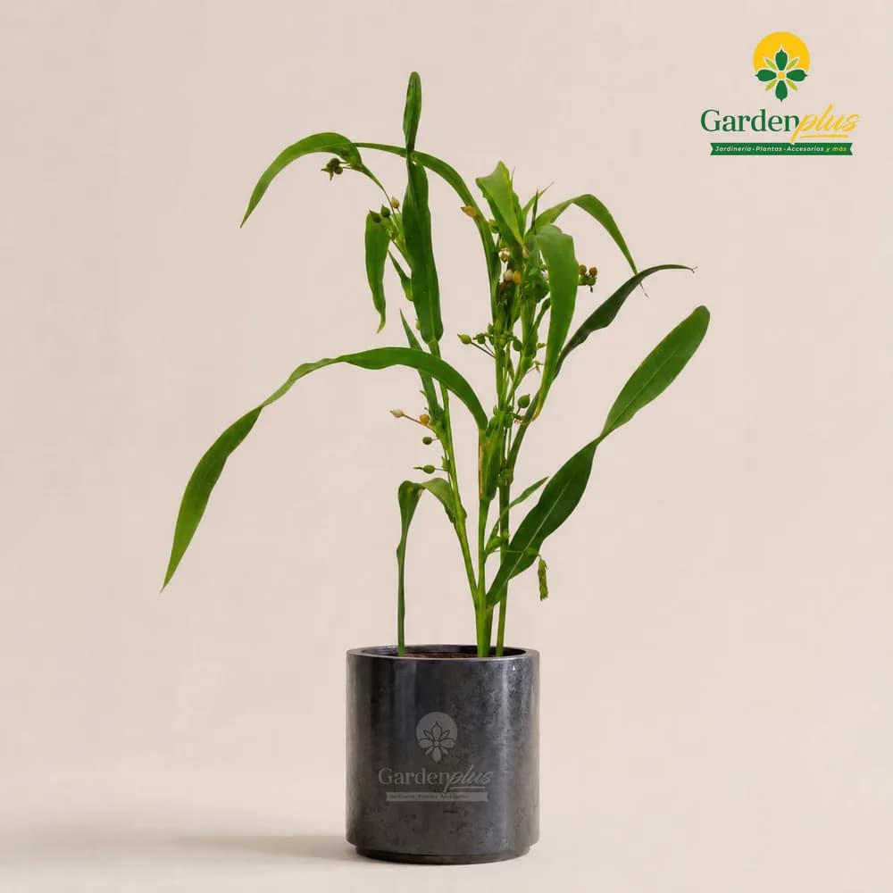 Lágrima de San Pedro (Coix lacryma-jobi)