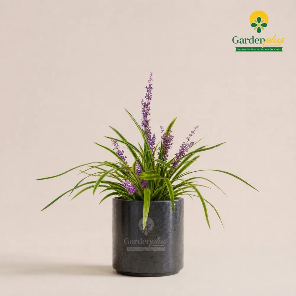Liriope (Liriope muscari)