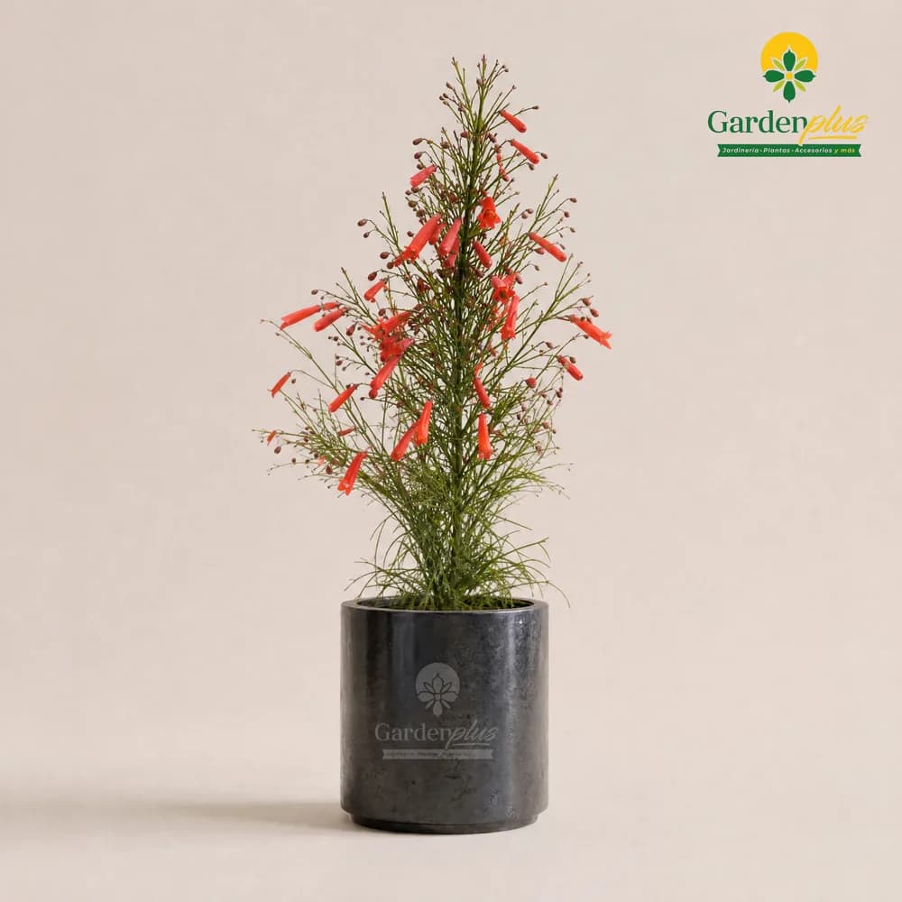 Luz de Bengala (Russelia equisetiformis)
