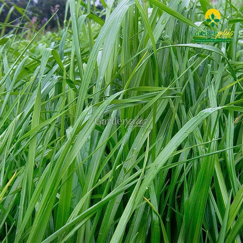 Pasto Ray Grass (Lolium spp.)
