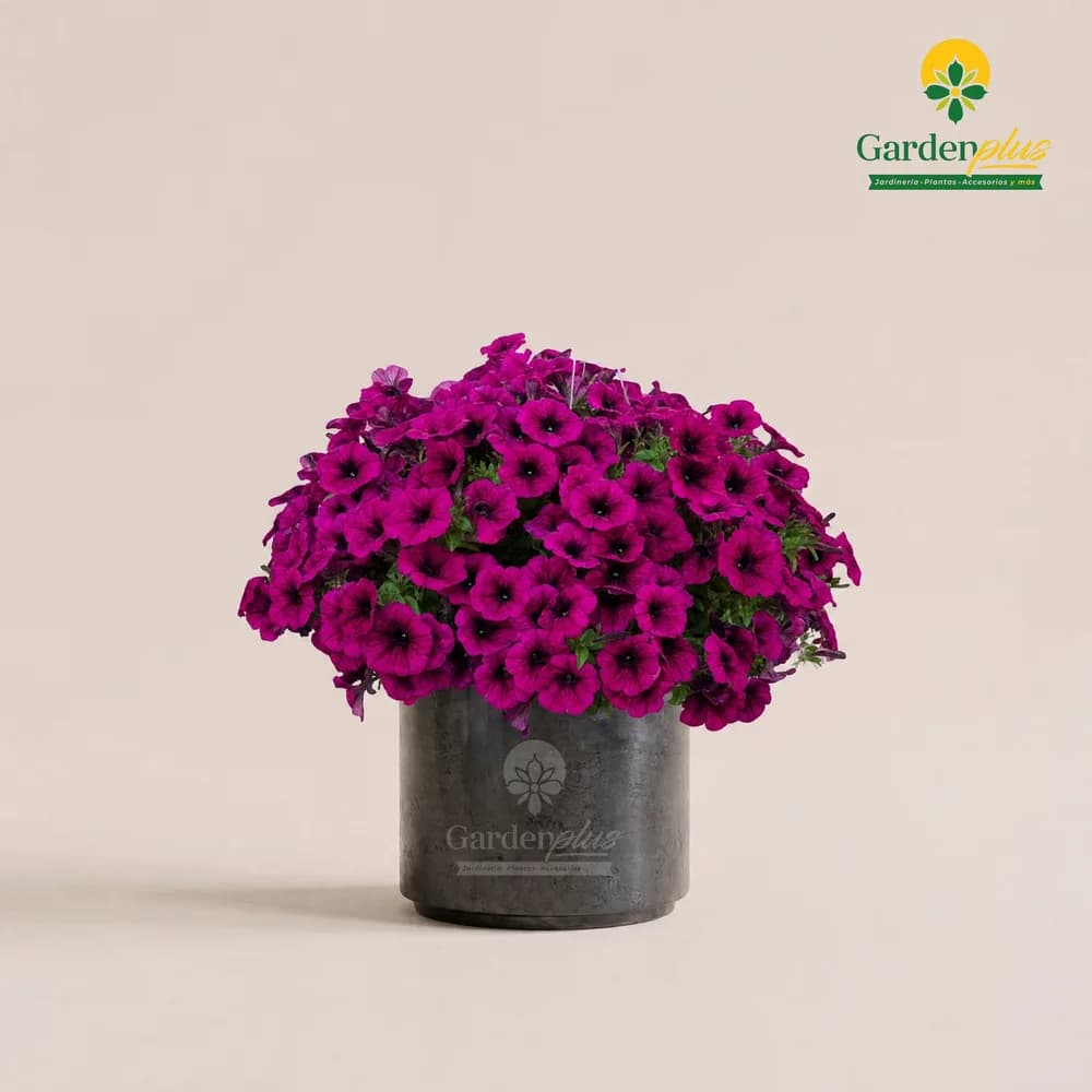 Petunia (Petunia × atkinsiana)