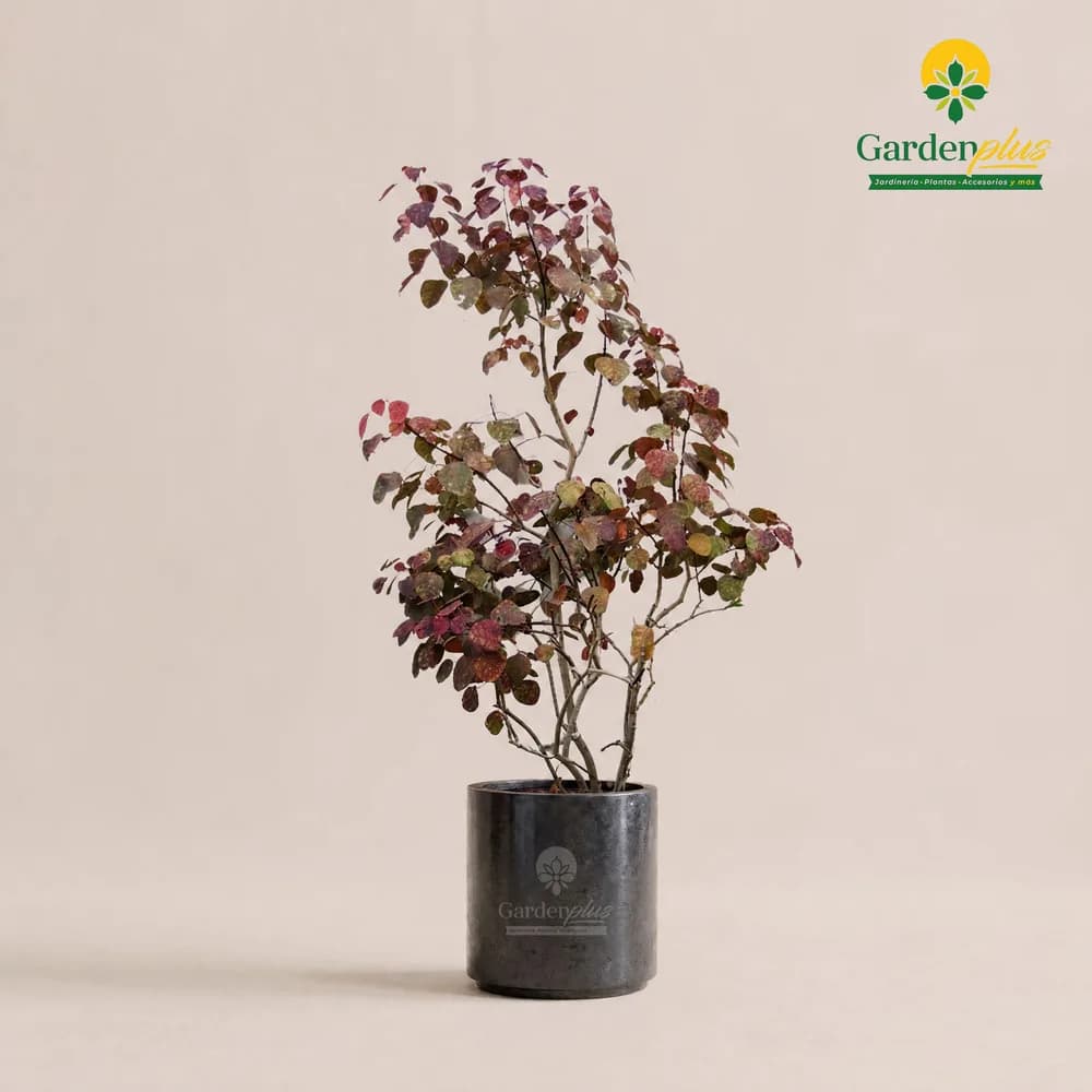 Sangre Libanesa (Euphorbia cotinifolia)