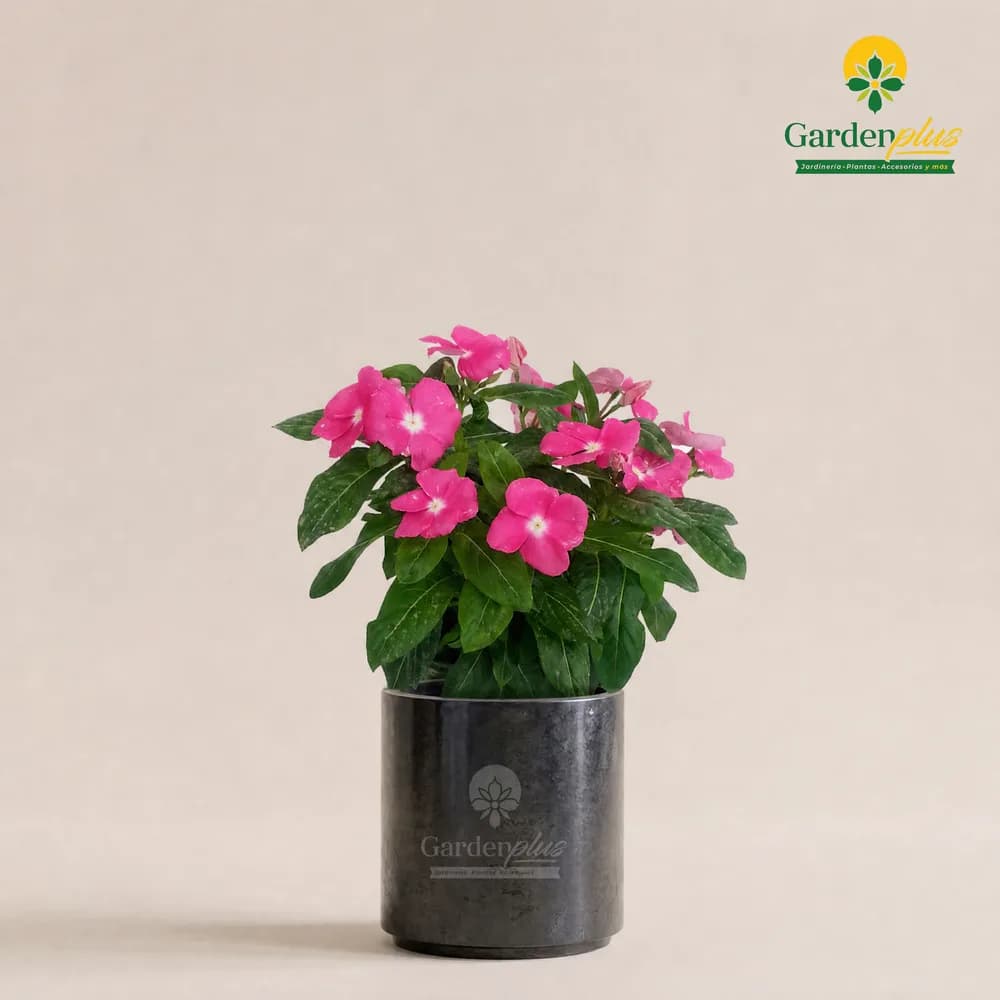 Teresita (Catharanthus roseus)