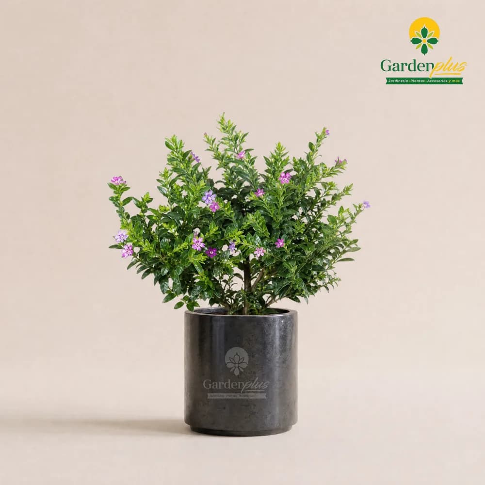 Trueno de Venus (Cuphea hyssopifolia)