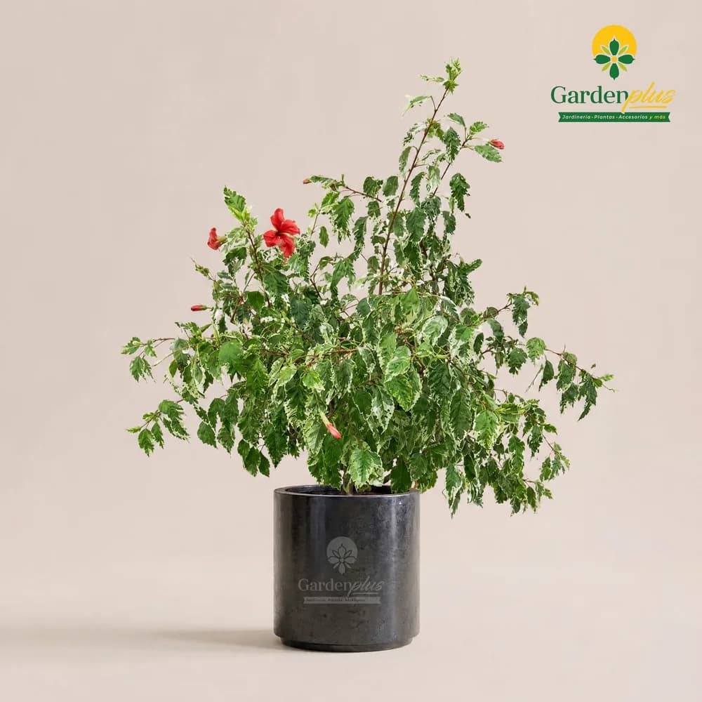 Tulipán Variegado (Hibiscus rosa-sinensis (variegado))