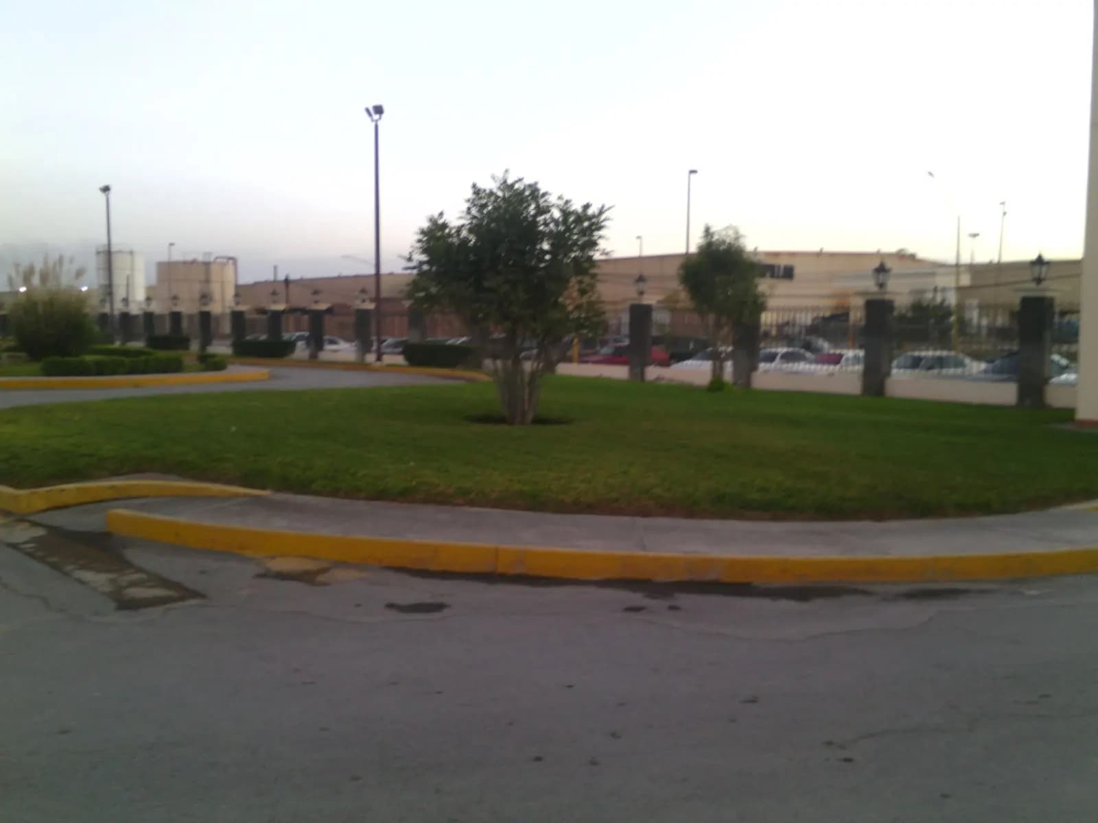 Árbol y pasto en el camellón del estacionamiento