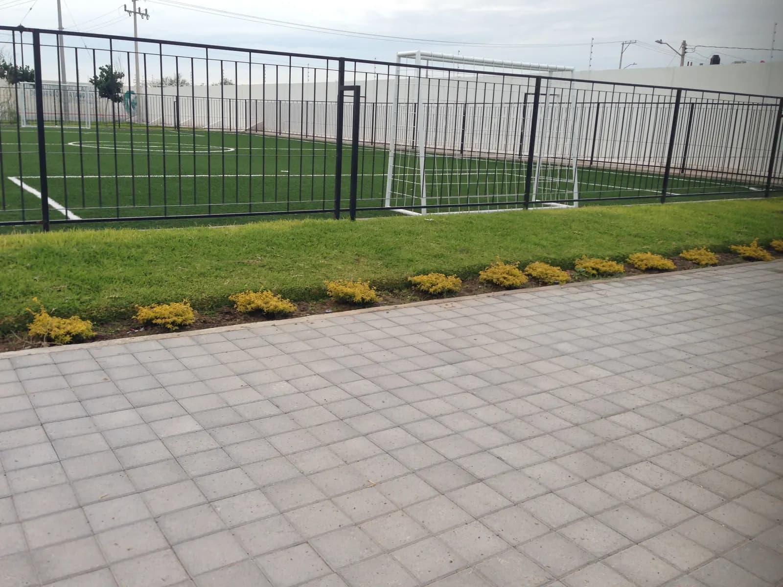 Orilla de flor amarilla junto a la cancha de fútbol