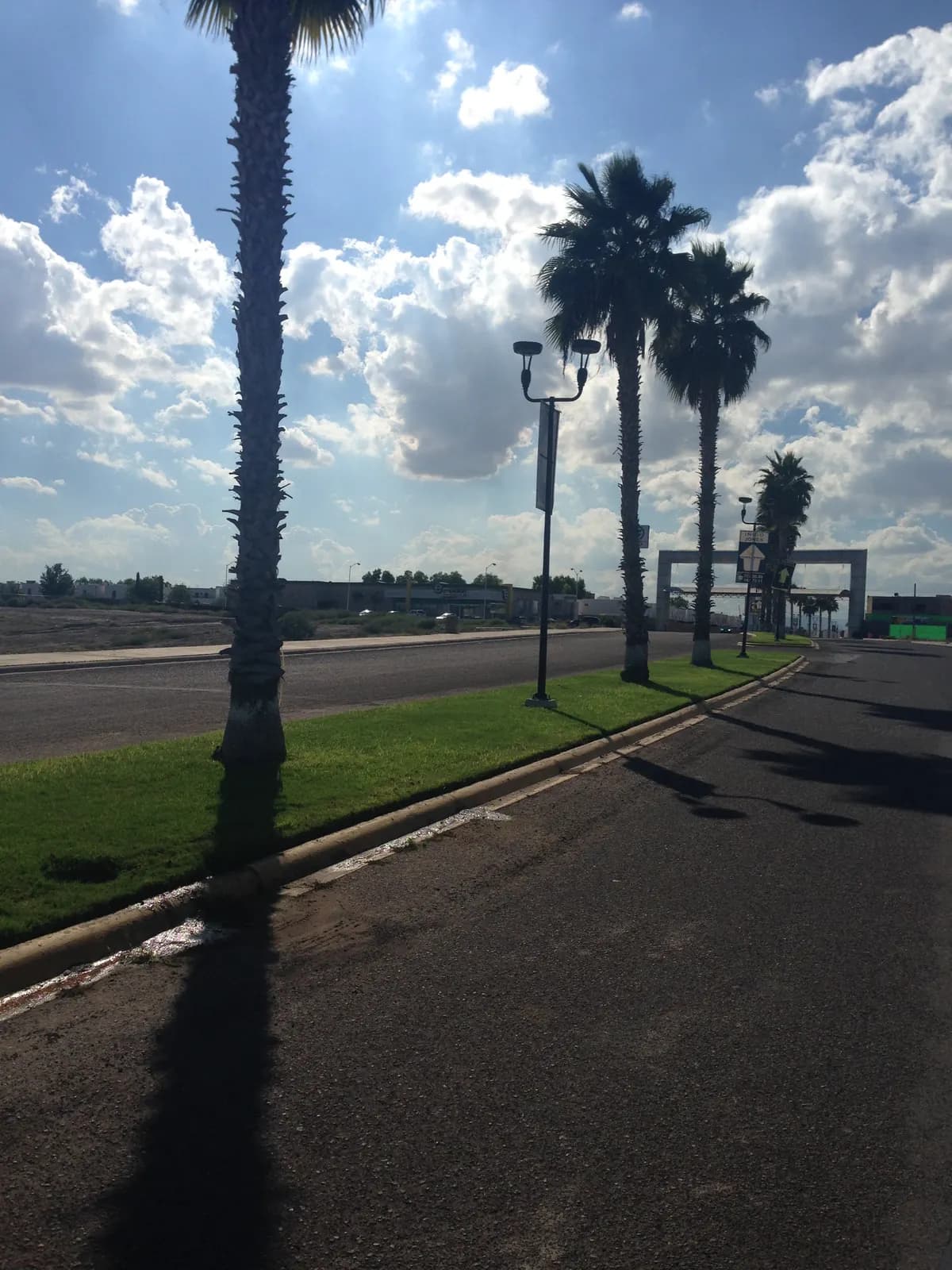 Palmas a lo largo de la avenida del fraccionamiento