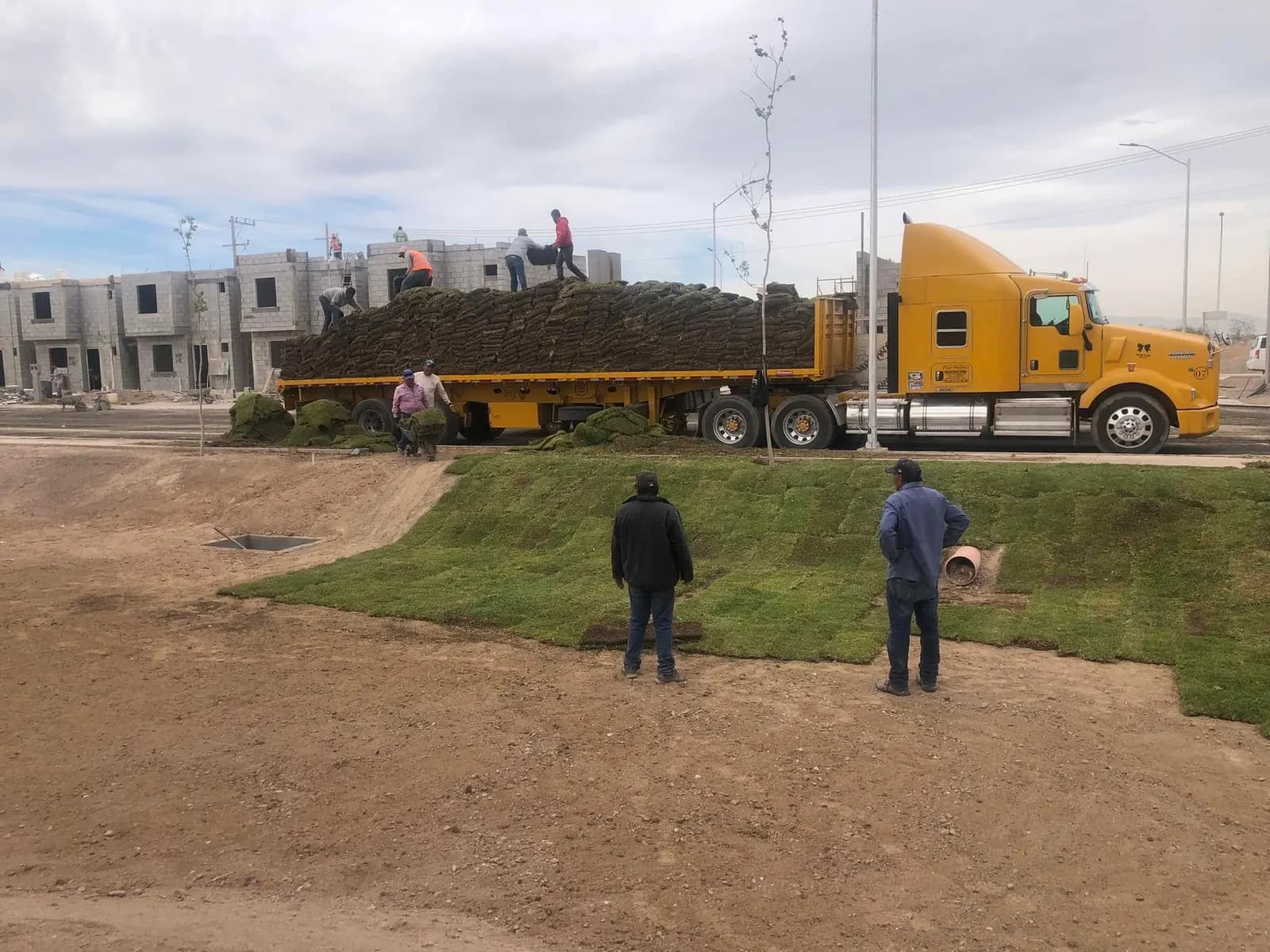 Tendido de pasto en rollo con el tráiler en el parque