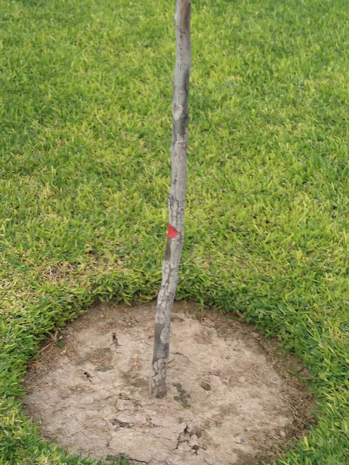 Árbol recién plantado en el pasto